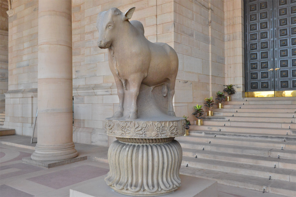 Rampurva Bull2