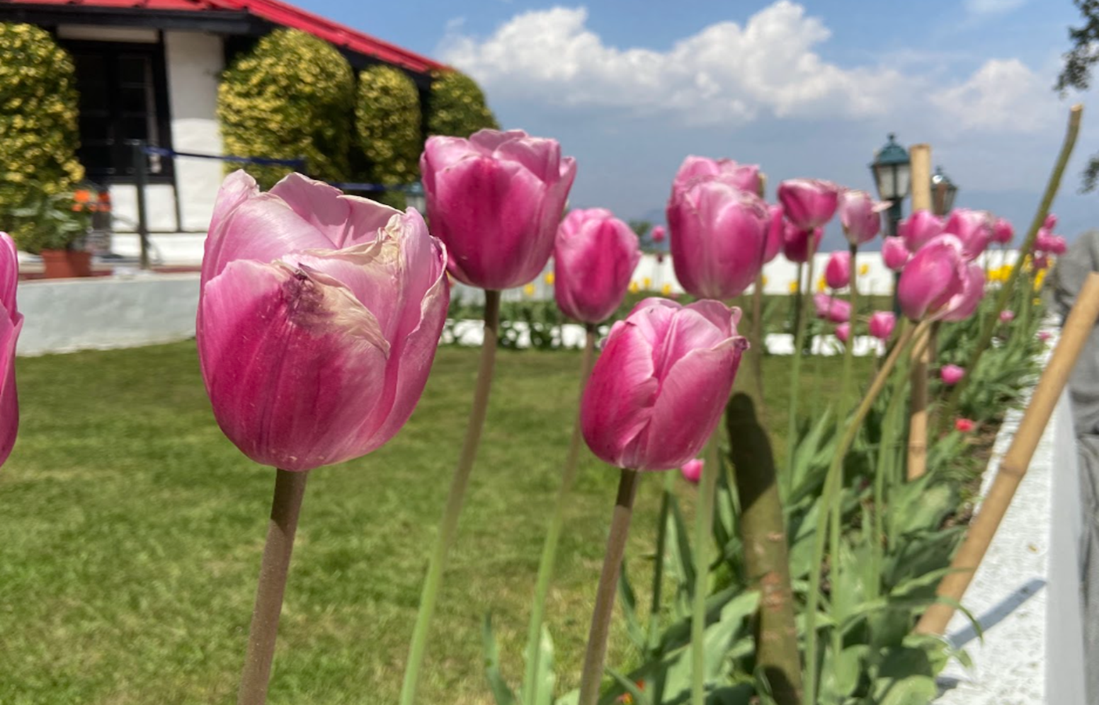 Rashtrapati Niwas Lawn