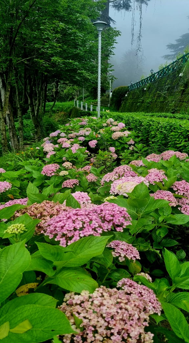 Slope Garden