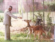 President R. Venkataraman feeding a deer at Rashtrapati Bhavan