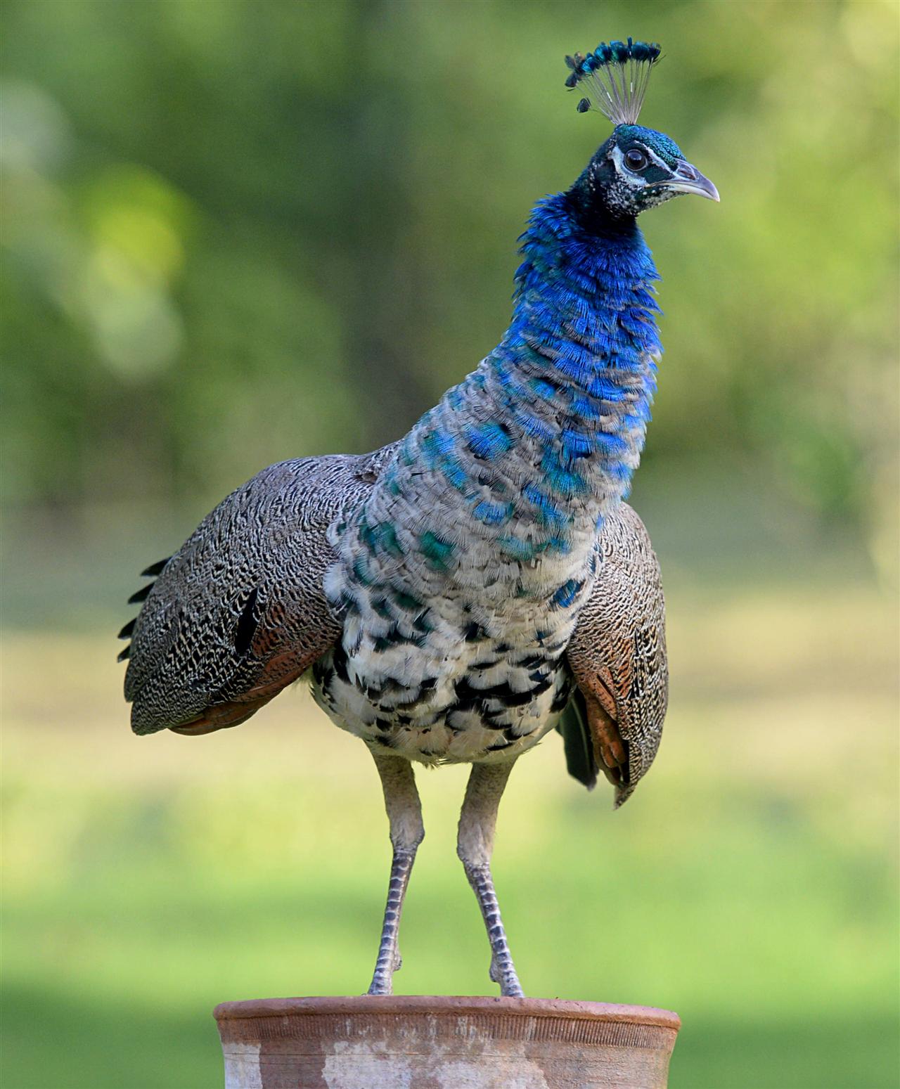 12_indian_peafowl_dsc_6708-ss.jp