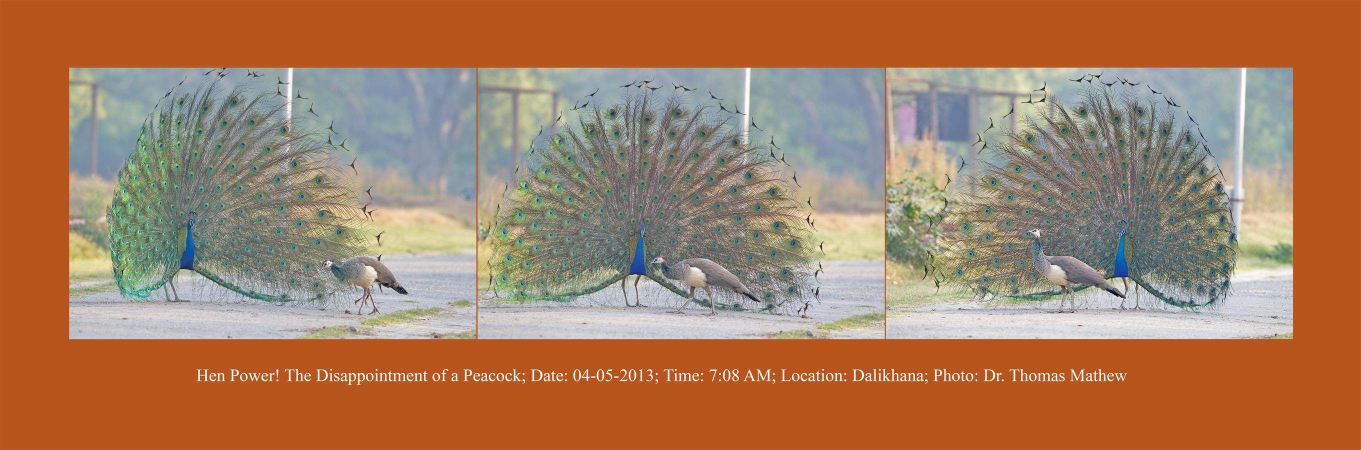 13_peacock-1.jpg (