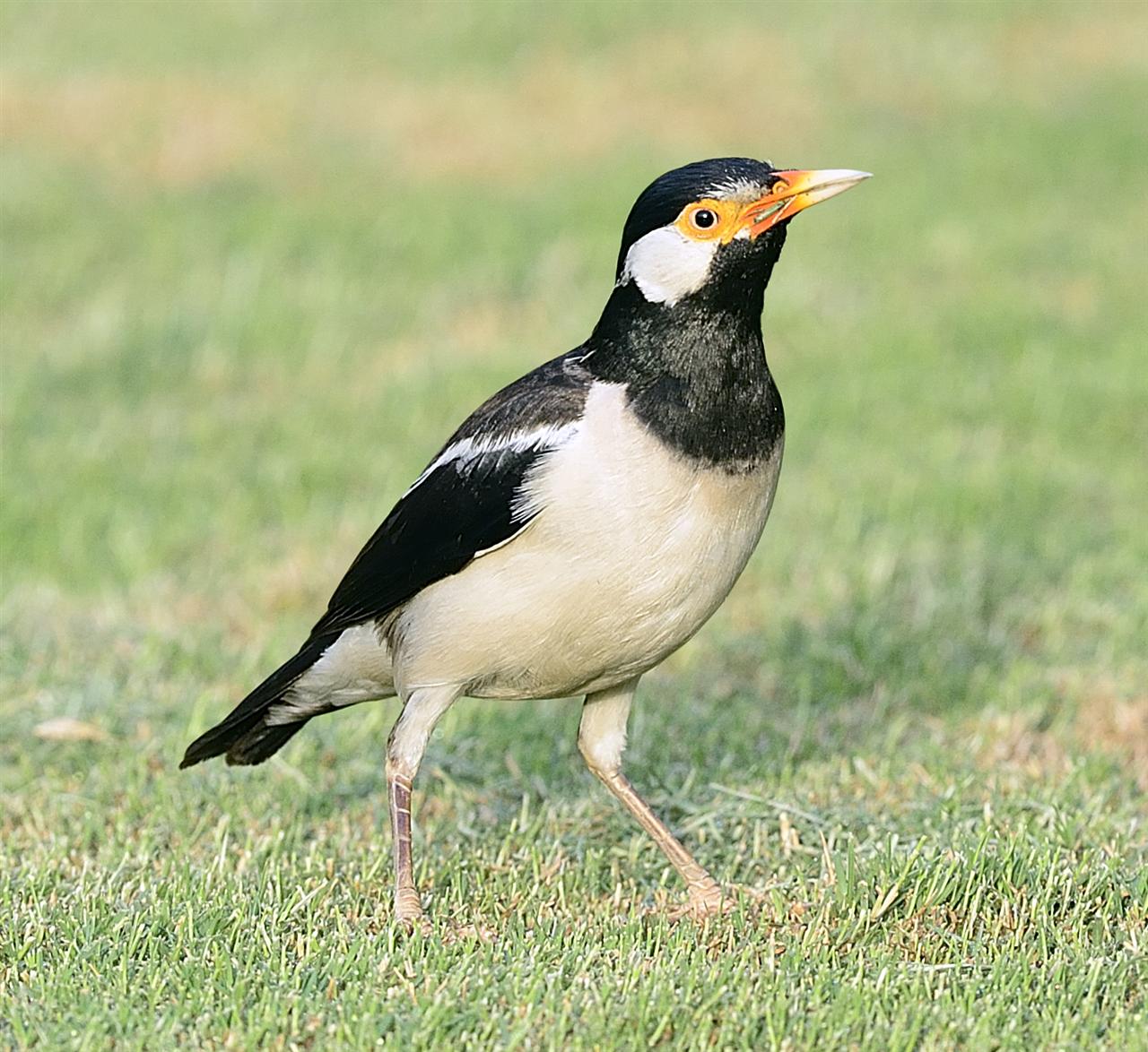 1_asian_pied_starling-vegetable_garden_dalikhana-29-05-2013-0627hrs_dsc_6932