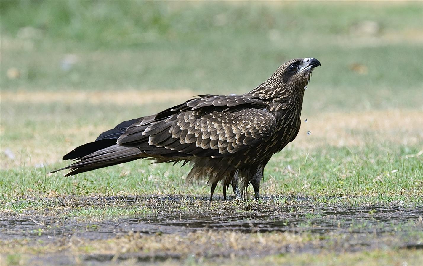 1_Black-eared_Kite-_Southern_Lawn_near_Golf-05-06-2013-1423hrs_DSC_8004