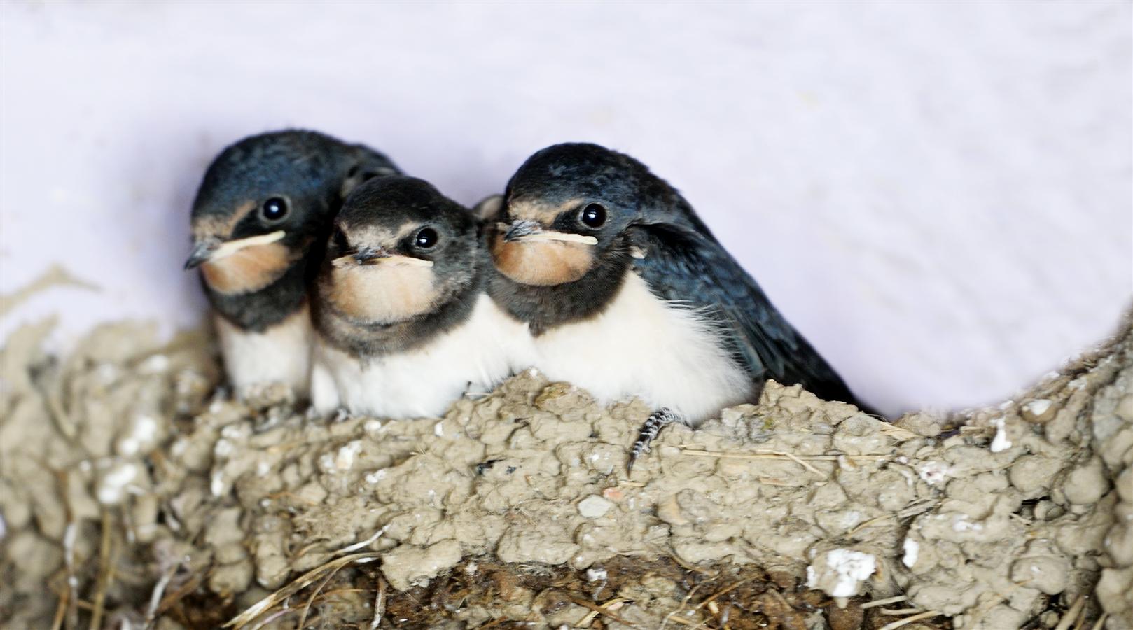 1_DSC_2495_House_Swift