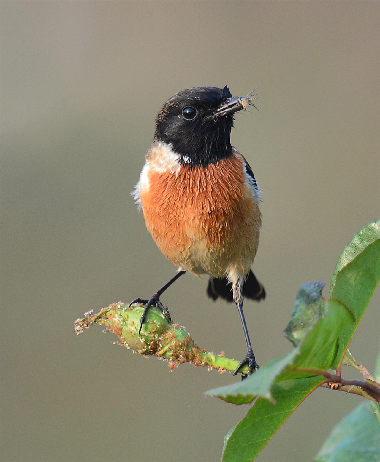 1_DSC_3525-SSS_Siberian_Stonechat