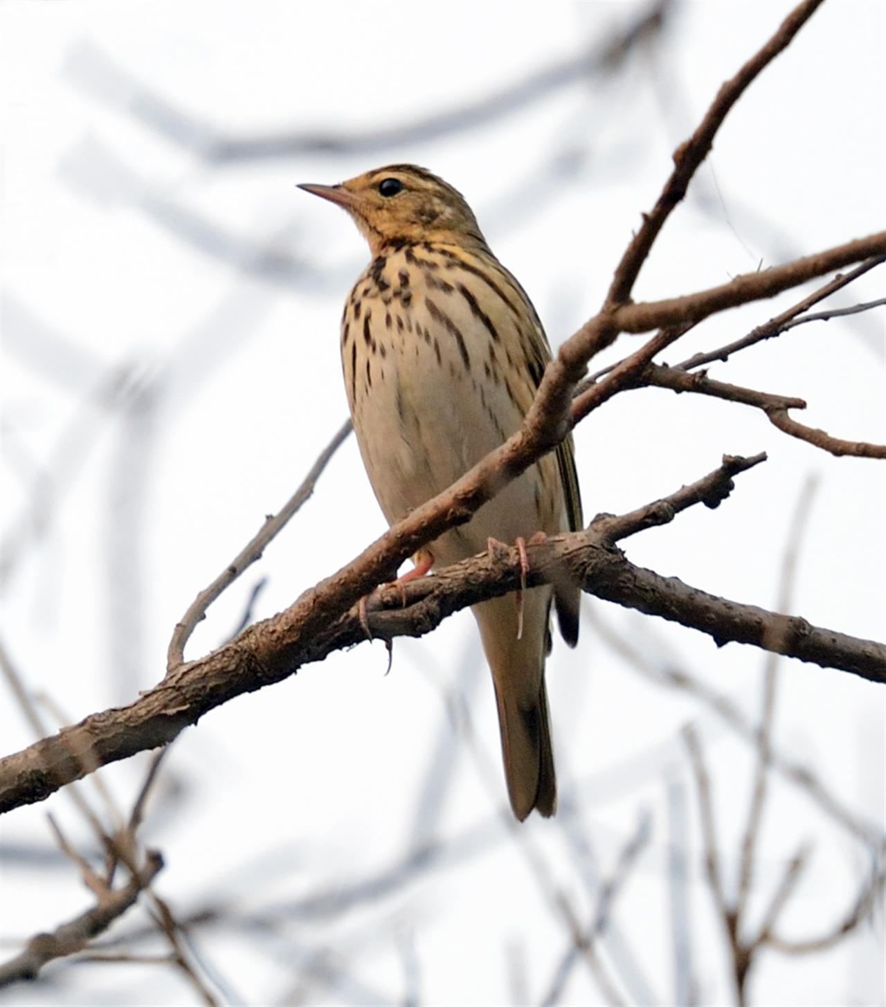 1_Paddyfield_Pipit-_Golf_Ground-_08-12-2013-1652hrs_DSC_5316