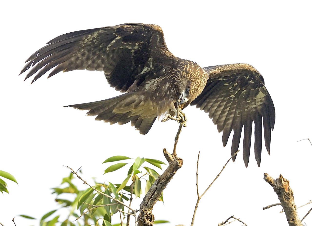 2_black_kite-southern_lawns_near_golf_06-06-2013-0700hrs-dsc_7813