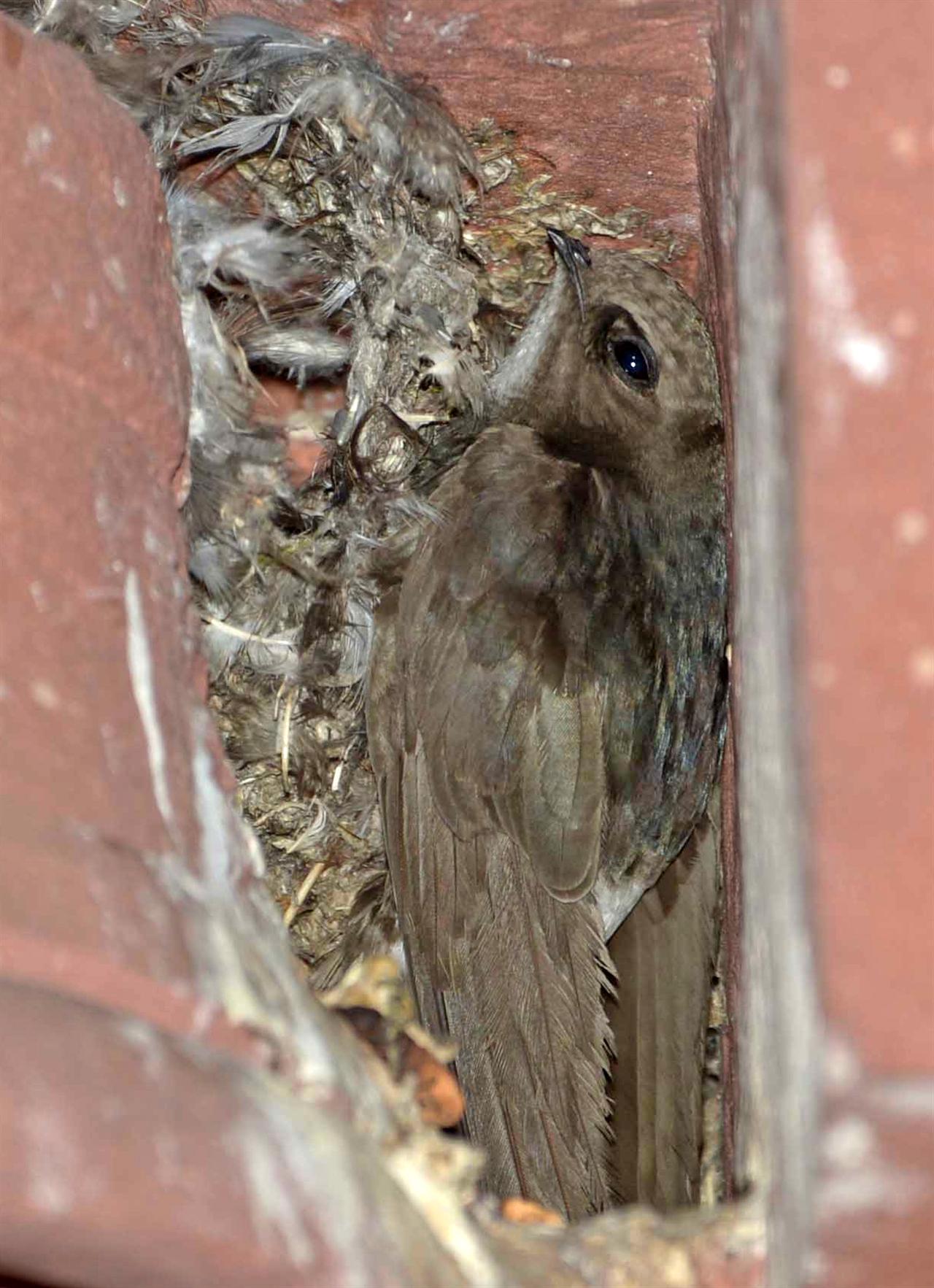 2_dusky_crag-martin-rb_outhern_southern_20-03-2014-1843hrs_012_3942