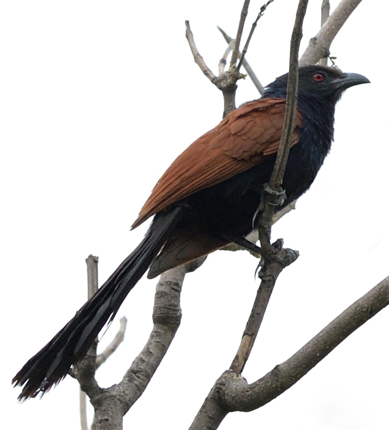 2_greater_coucal-forest_dalikhana_08-07-2013-0715hrs_dsc_2754