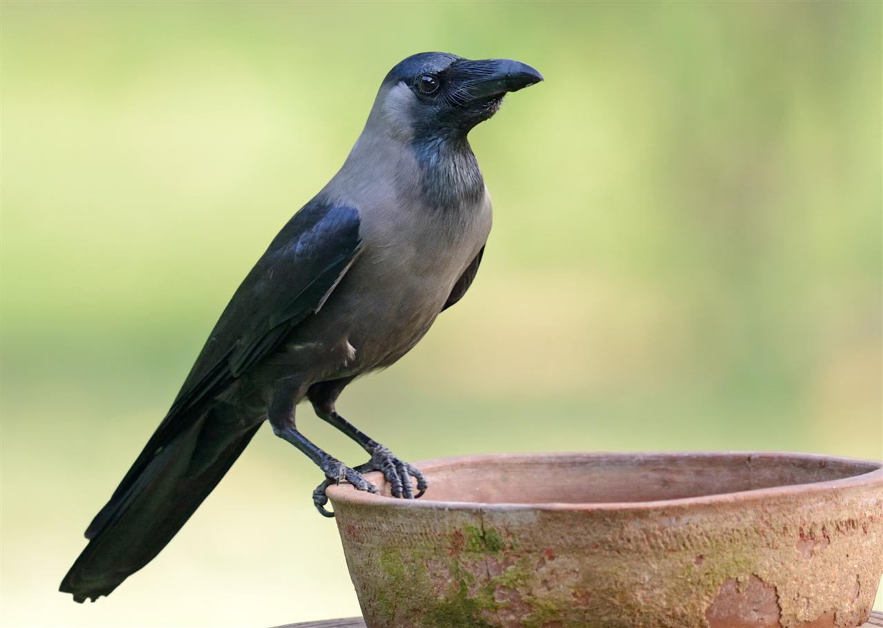 2_house_crow-1mtc_04-04-2014-0733hrs_dsc_2297