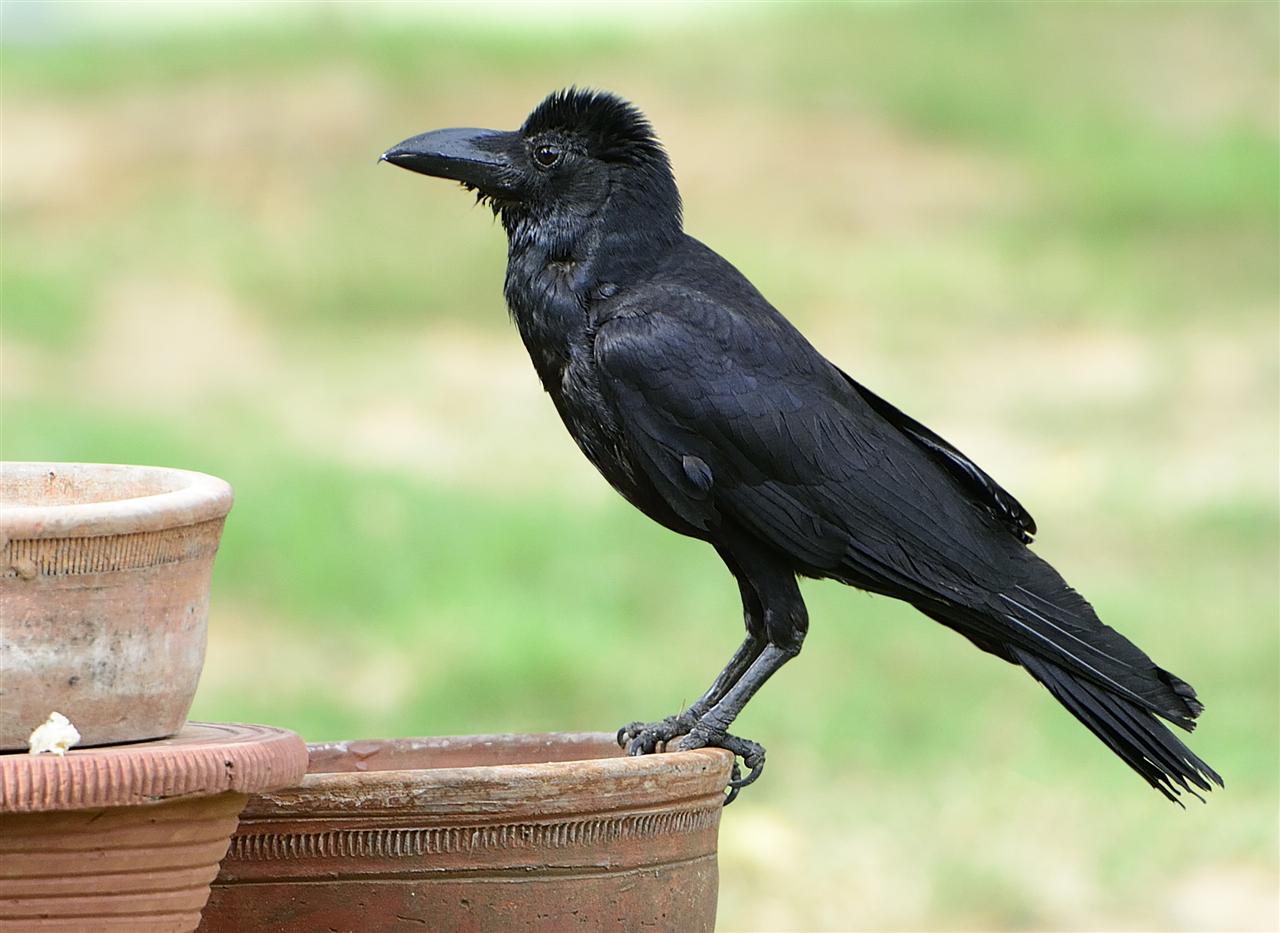 2_indian_jungle_crow-1mtc_25-05-2013-1602hrs_dsc6726
