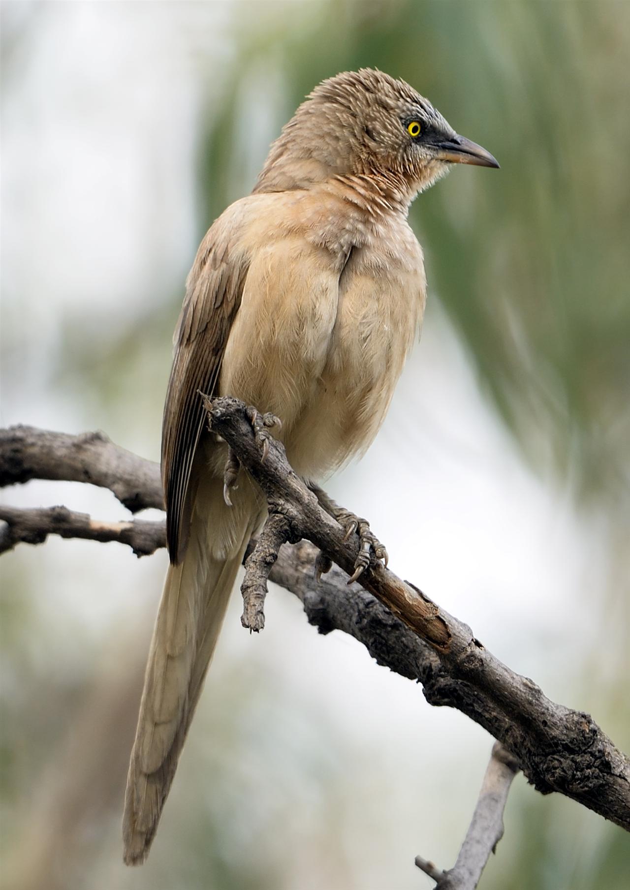 2_large_grey_babbler_dalikhana-23-03-2014-0848hrs_dsc_7609