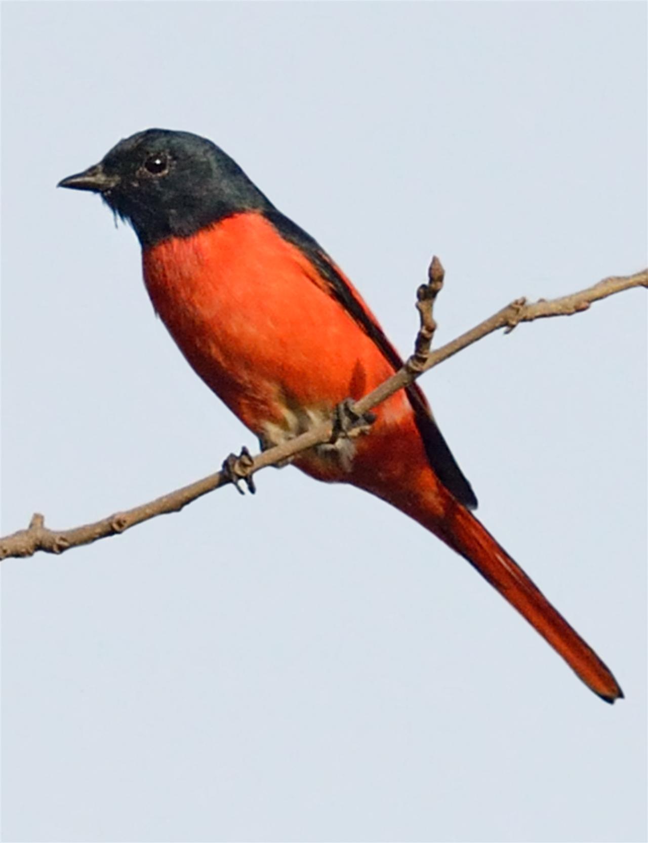 2_Scarlet_Minivet-_1MTC-28-11-2013-0840hrs_DSC_3867