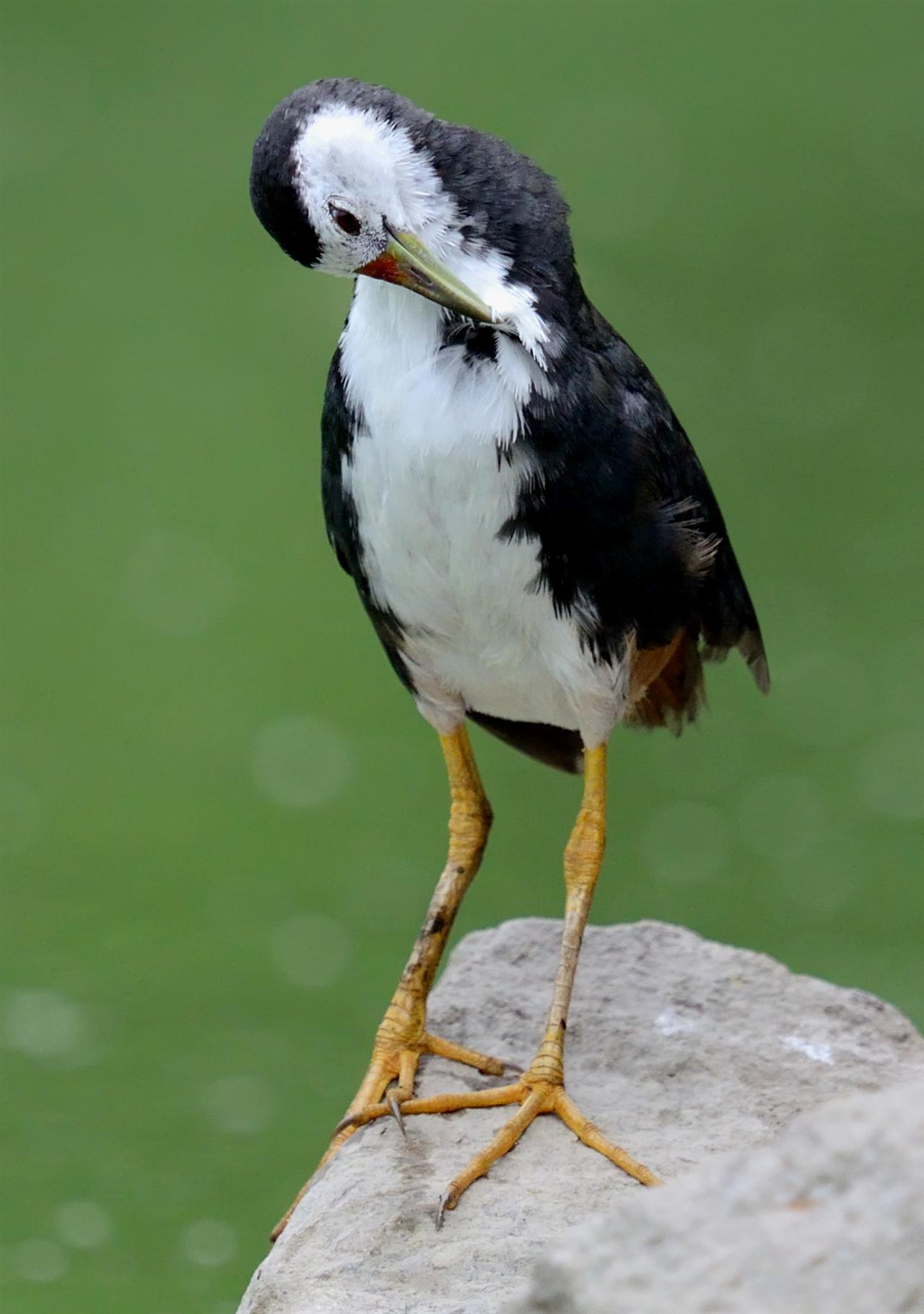 2_White-breasted_Waterhen-_Lake_Dalikhana-_08-07-2013-0610_DSC_0485 