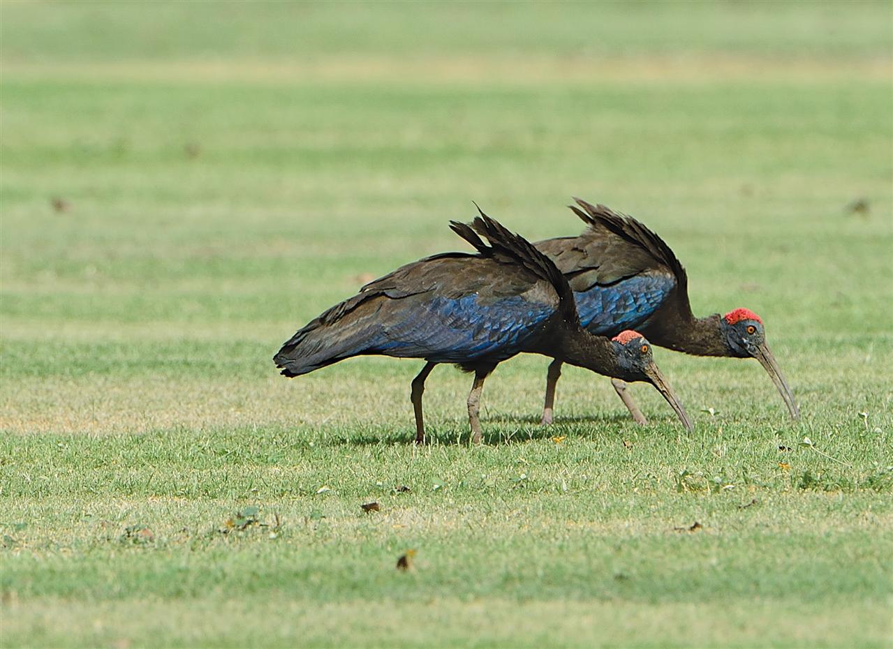 Red Naped Ibis