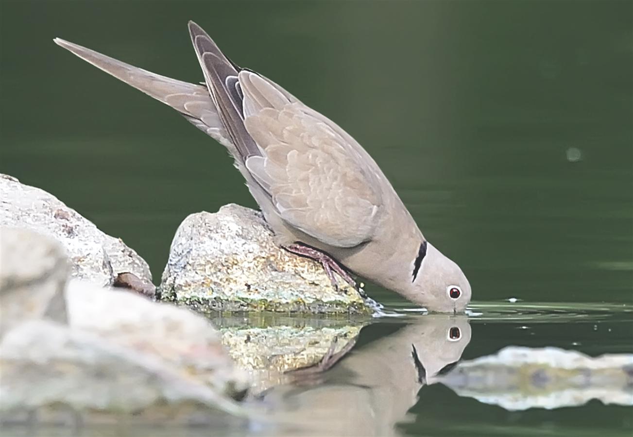 3_eurasian_collared_dove-lake_dalikhana_09-06-2013-1721hrs_dsc_9629